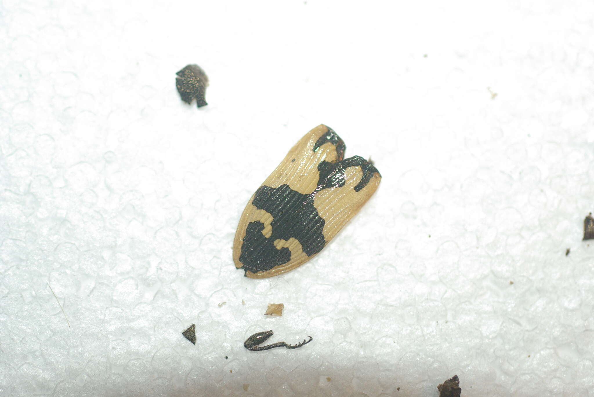 Image of Castiarina cupreoflava (Saunders 1869)