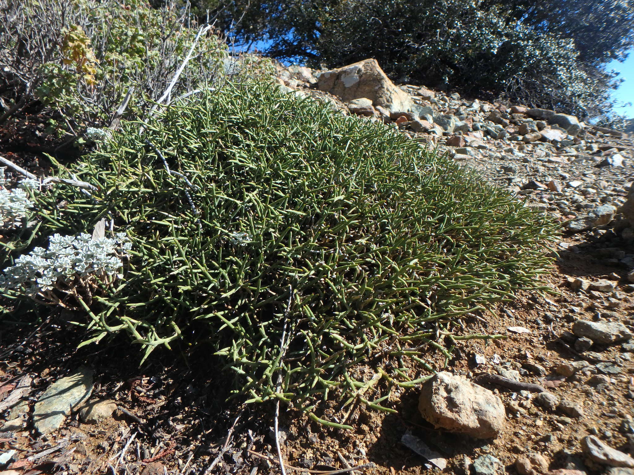 صورة Genista fasselata Decne.