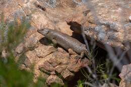 Image of Gidgee Skink