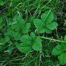 Image of Rubus pruinosus Arrhenius