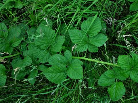 Image of Rubus pruinosus Arrhenius