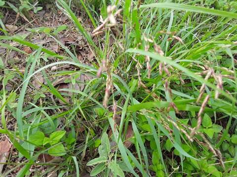 Imagem de Eragrostis intermedia Hitchc.