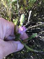 Image of Stilbe ericoides (L.) L.