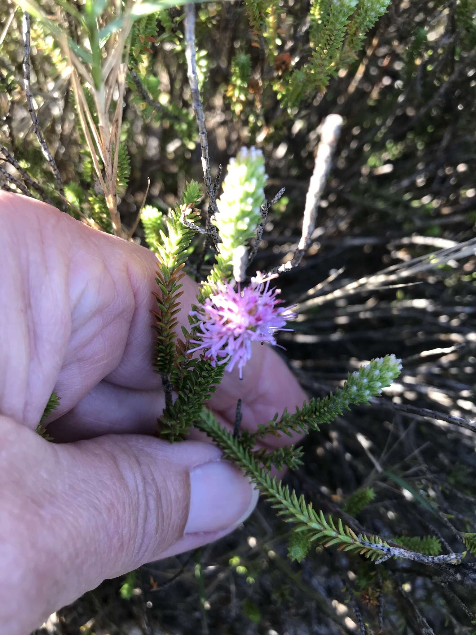 Image of Stilbe ericoides (L.) L.