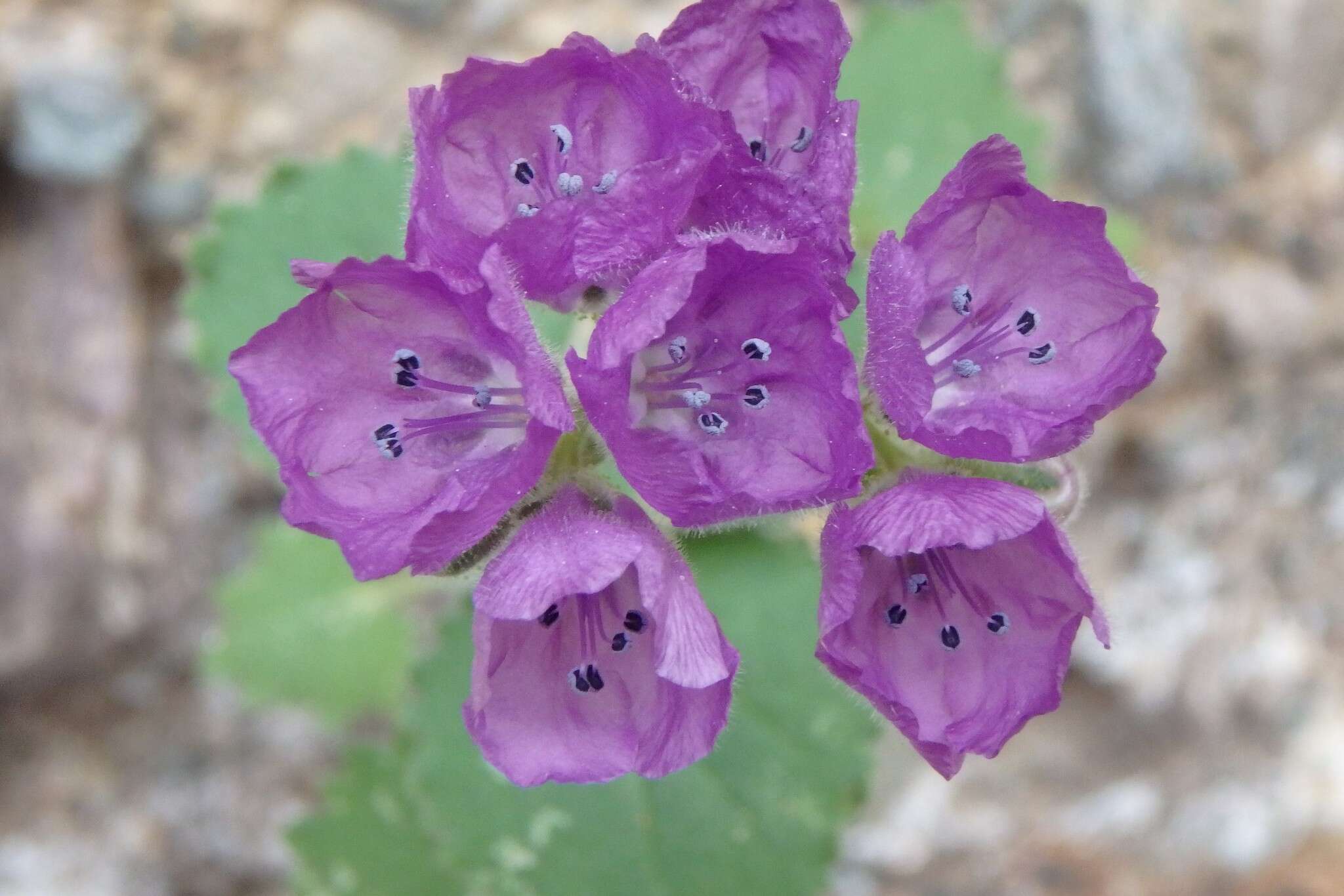 Image of calthaleaf phacelia