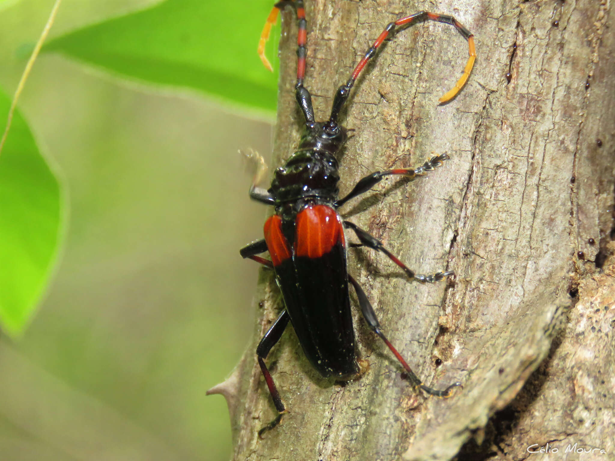 Image of Andraegoidus fabricii (Dupont 1838)
