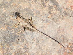 Image of Mozambique Agama