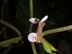 Image of Begonia poculifera Hook. fil.