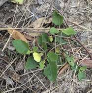 Plancia ëd Physalis arenicola Kearney