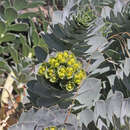 Image de Euphorbia myrsinites subsp. myrsinites