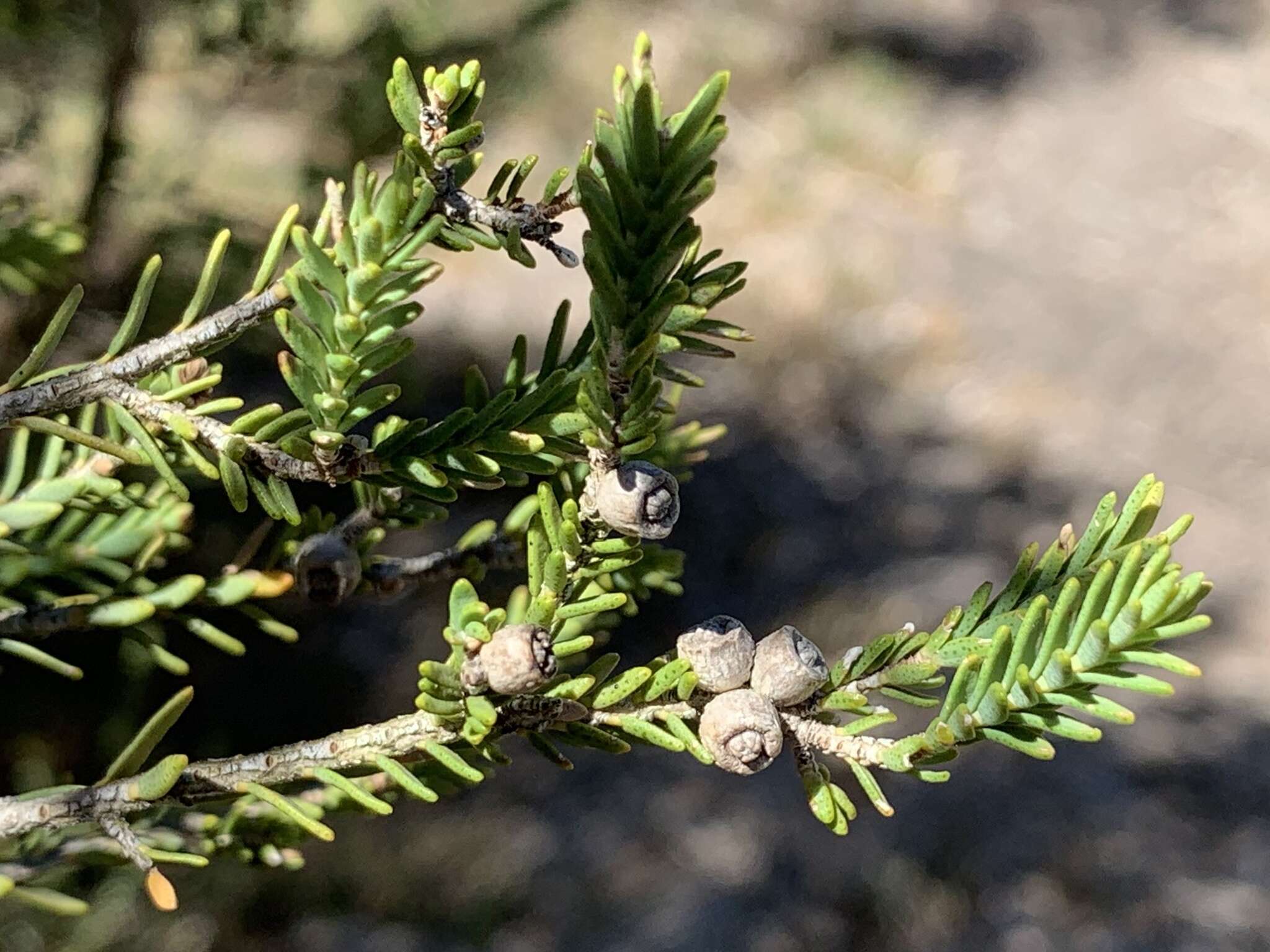 Sivun Melaleuca halmaturorum F. Müll. ex Miq. kuva