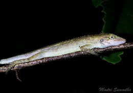 Image of Burmese False Bloodsucker