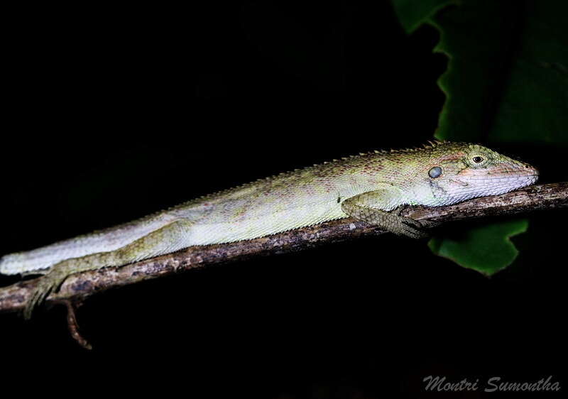 Pseudocalotes microlepis (Boulenger 1888) resmi