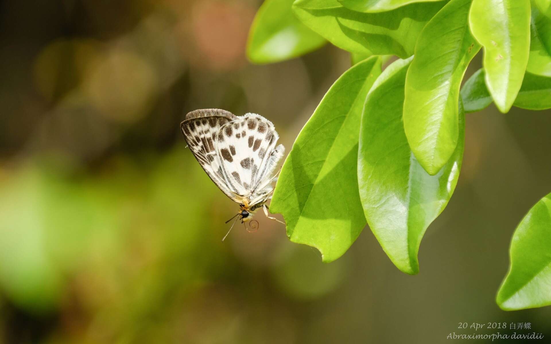 Image of Abraximorpha davidii Mabille 1876