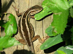 Image of Schroeder's Tree Iguana