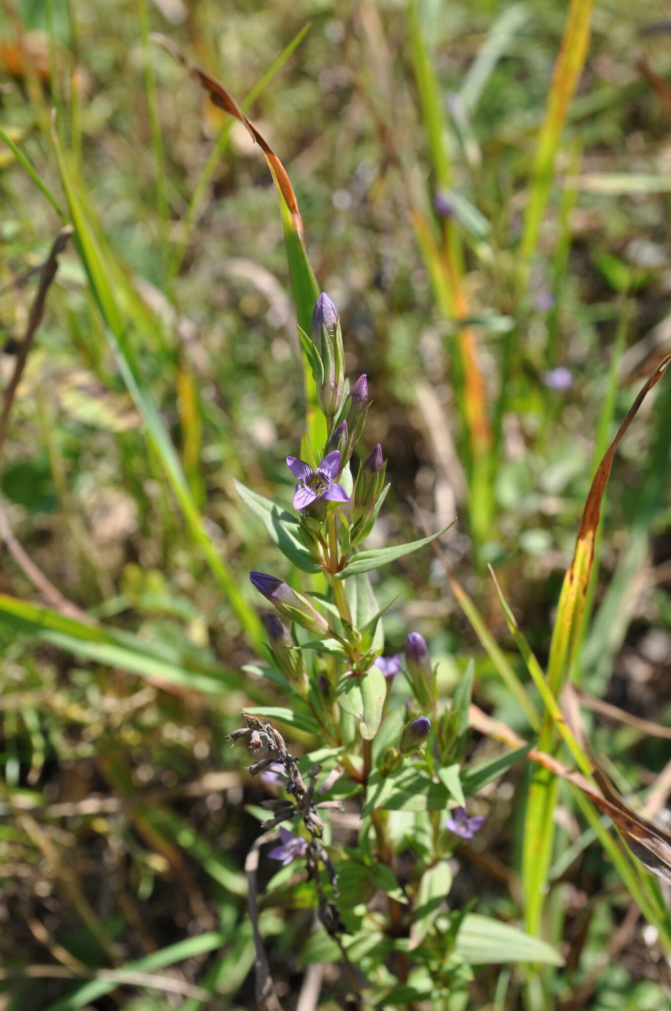 Image of autumn dwarf gentian