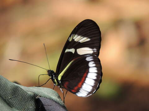 Image of Heliconius cydno cydnides Staudinger (1885)