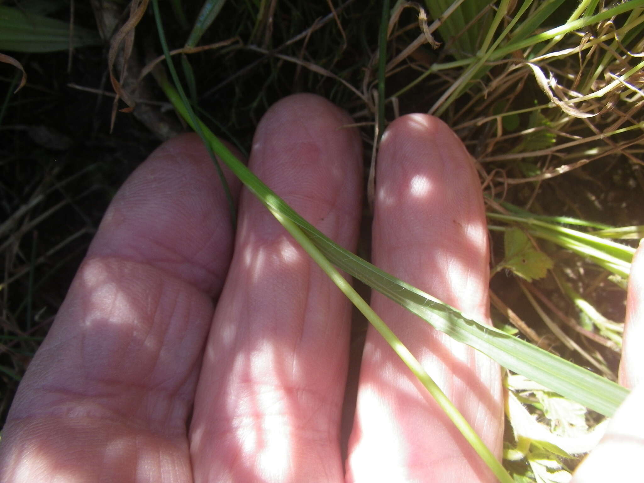 Image of Moraea punctata Baker