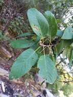 Imagem de Quercus polymorpha Schltdl. & Cham.