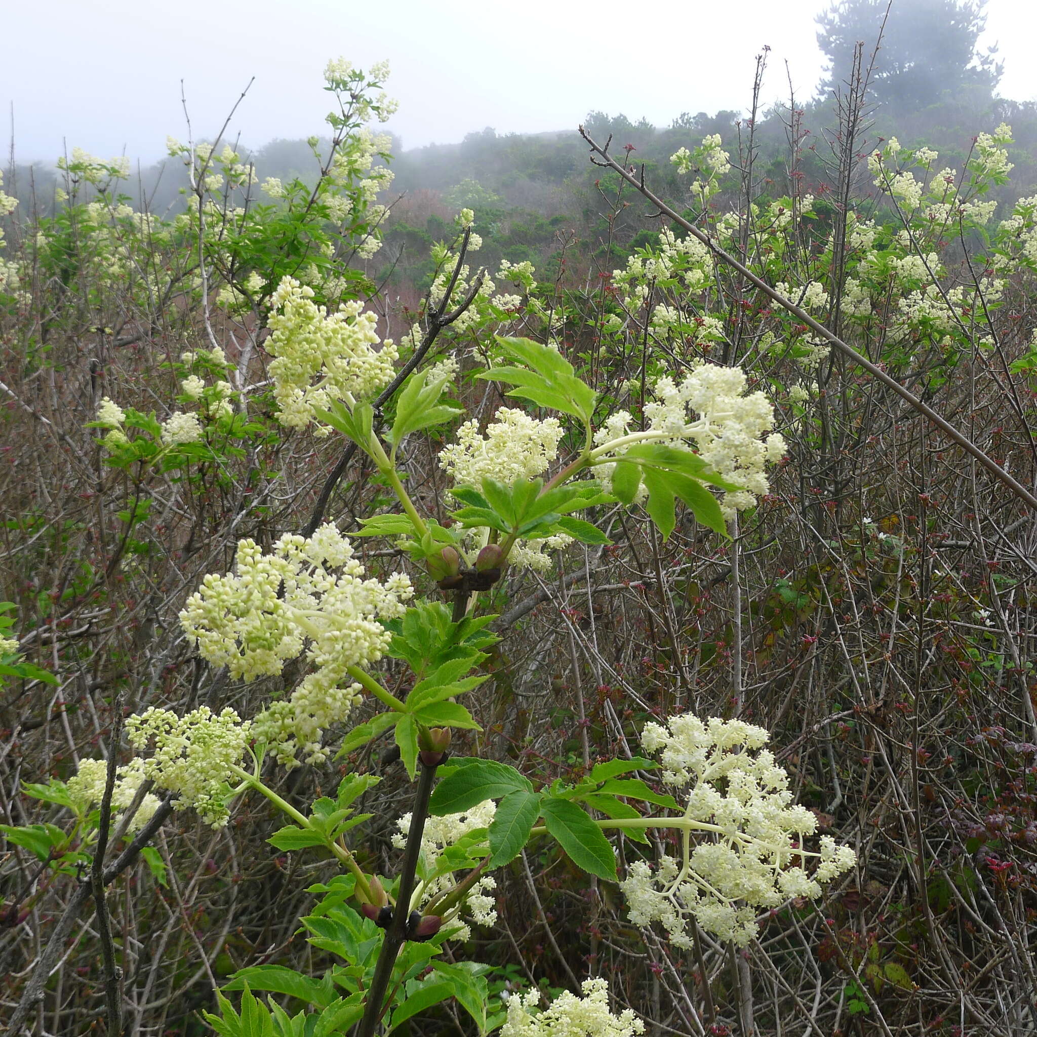 Image of red elderberry