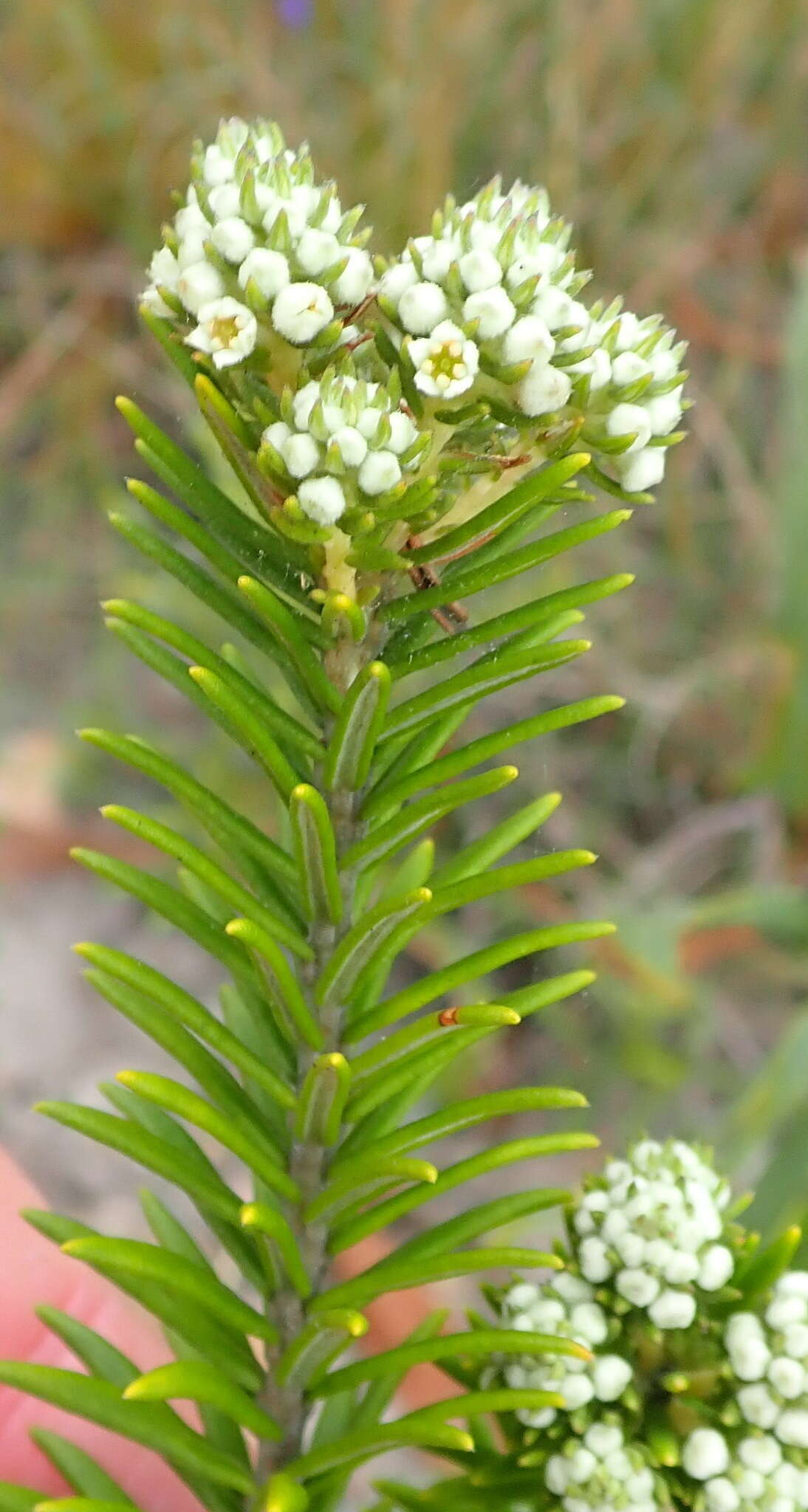 Image of Phylica axillaris var. maritima Pillans