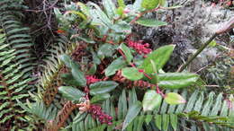Image of Gaultheria rigida Kunth