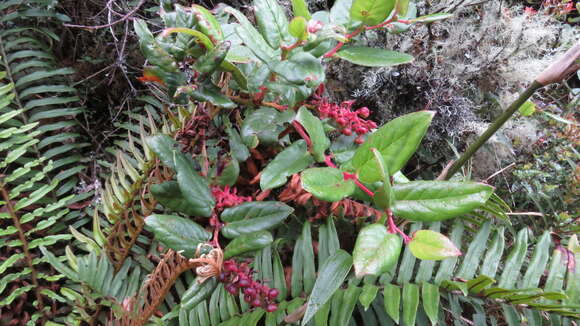 Imagem de Gaultheria rigida Kunth