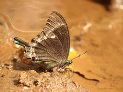 Sivun Papilio crino Fabricius 1792 kuva