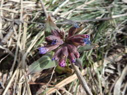 Image of Pulmonaria mollis Hornem.