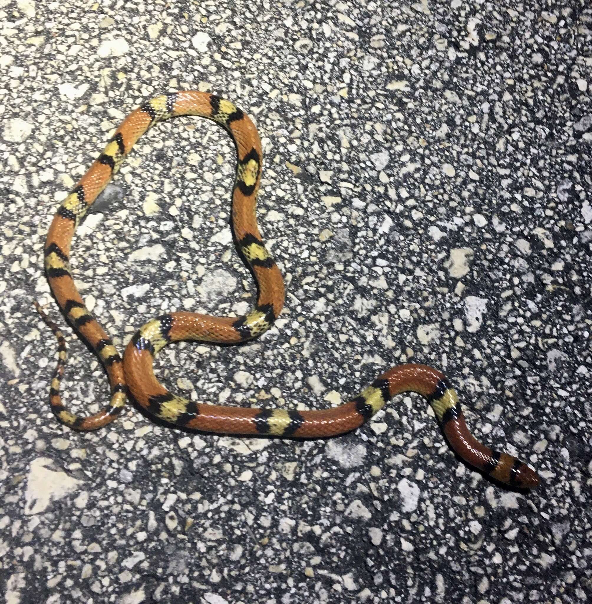 Image of Florida Scarlet Snake