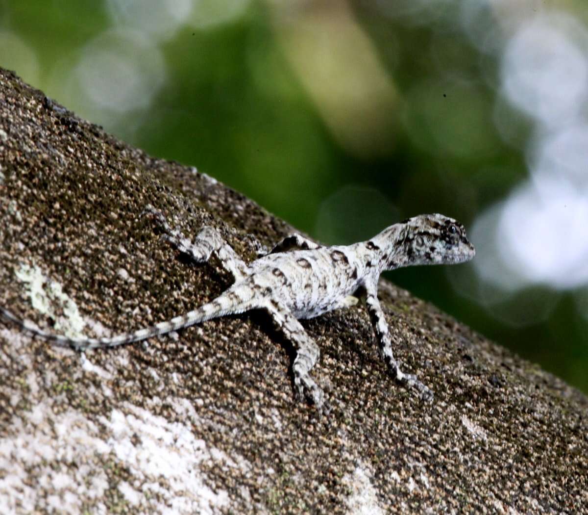 Image of Draco palawanensis Mcguire & Alcala 2000