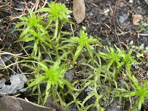 Image of recurved sphagnum