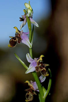 Image of Ophrys fuciflora subsp. heterochila