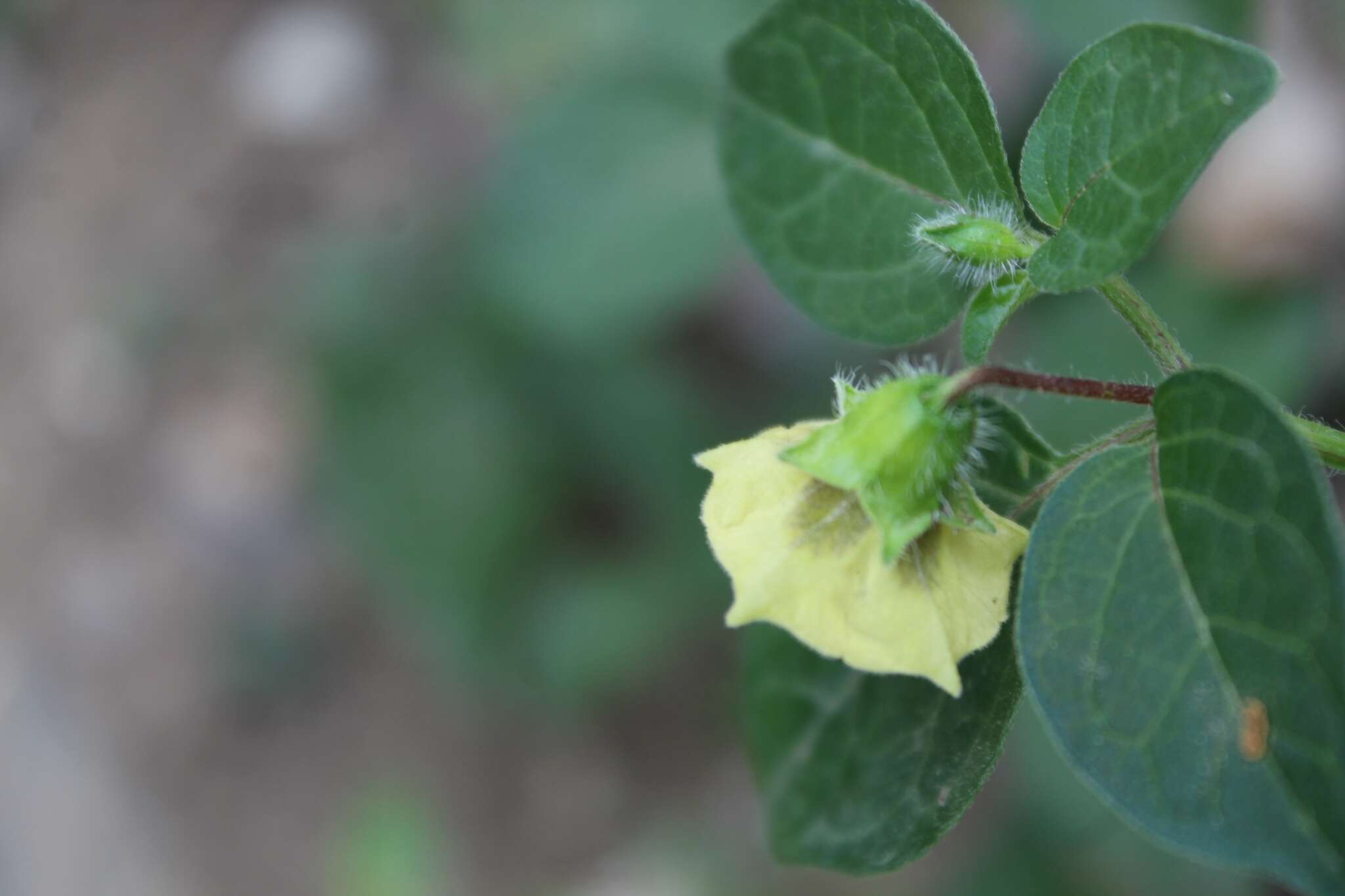 Image de Physalis gracilis Miers