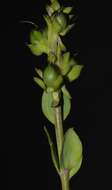 Image de Linaria triphylla (L.) Mill.