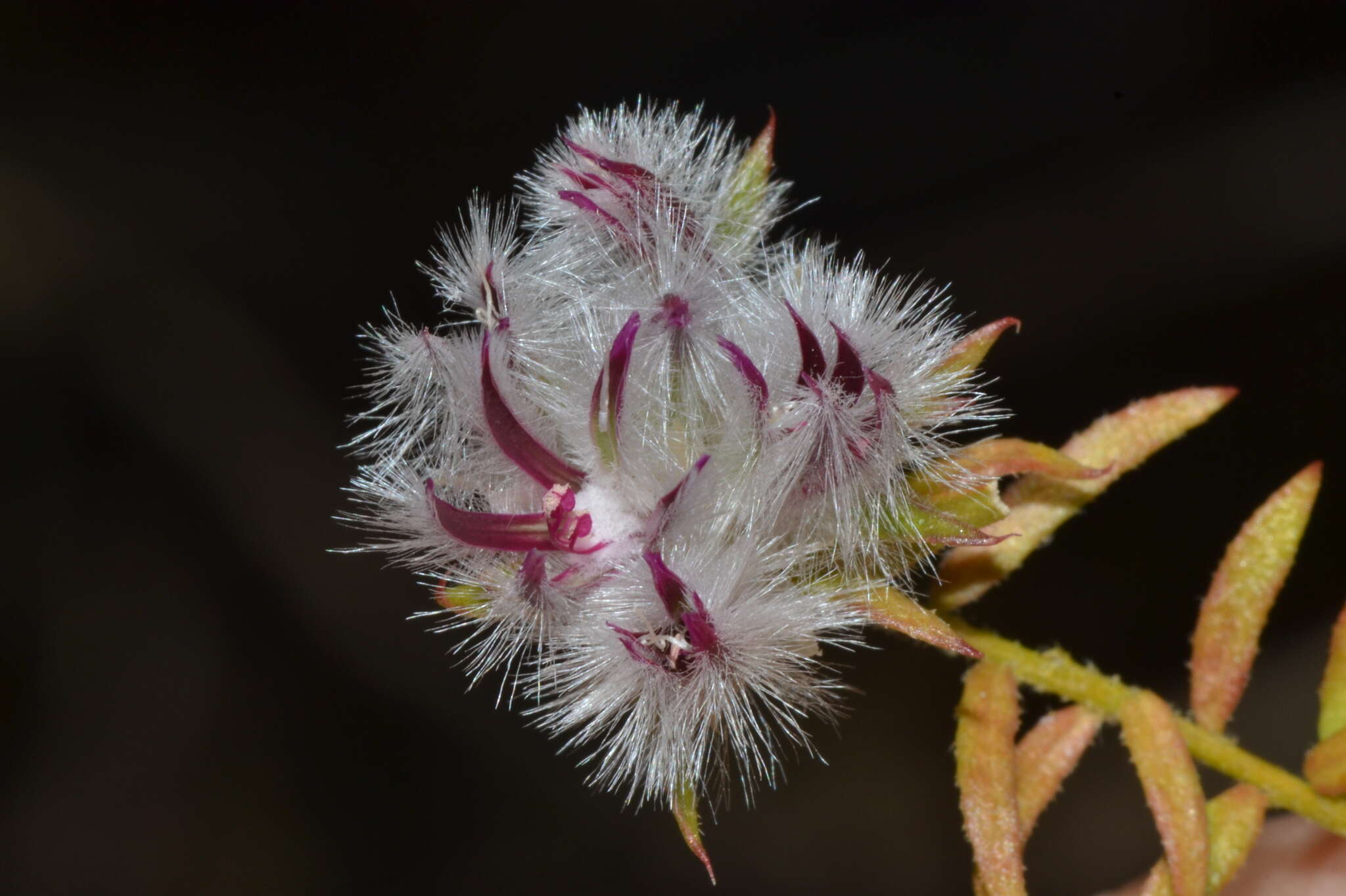 Image of Ptilotus declinatus Nees