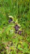 Image of Ophrys cretica subsp. ariadnae (Paulus) H. Kretzschmar