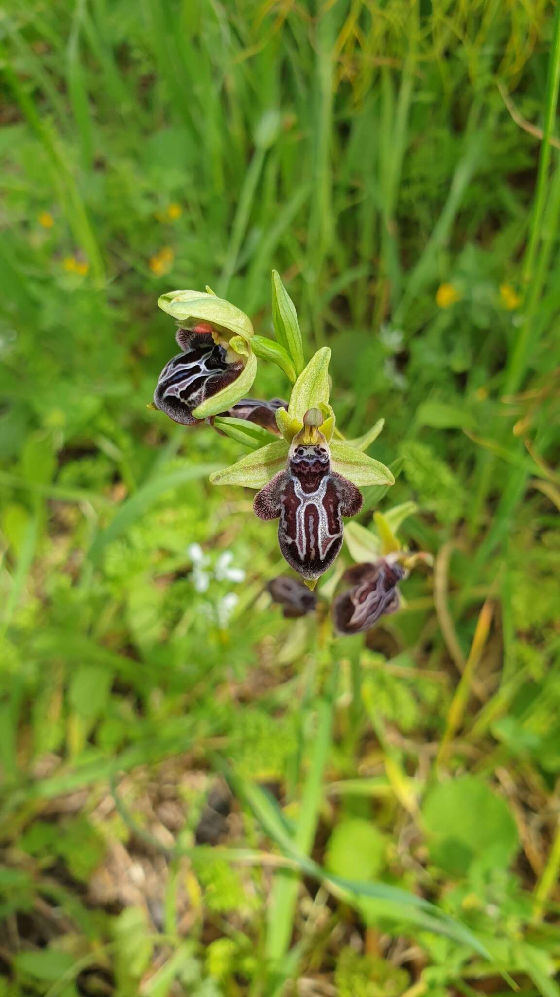 Image of Ophrys cretica subsp. ariadnae (Paulus) H. Kretzschmar