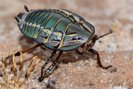 Image of Mardi Gras Cockroach