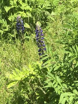 Image of sundial lupine