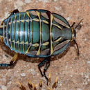 Image of Mardi Gras Cockroach