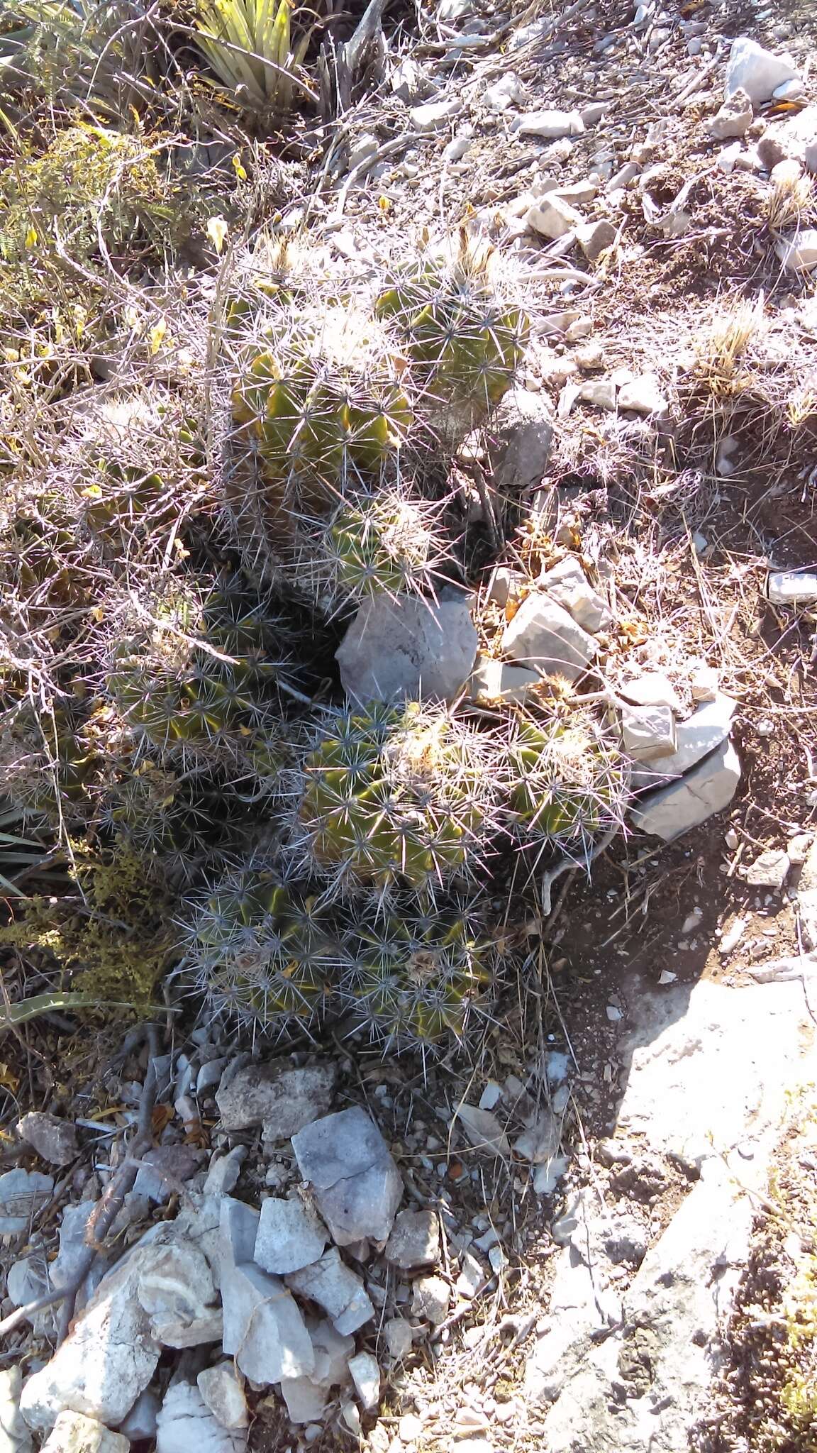 Image of Ferocactus flavovirens (Scheidw.) Britton & Rose