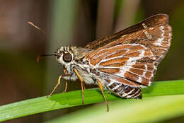 Hesperilla picta Leech 1815 resmi