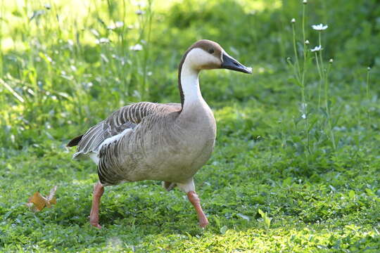 Image of Swan Goose