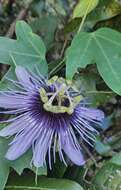 Image de Passiflora amethystina Mikan