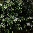 Image of Pelargonium echinatum Curt.