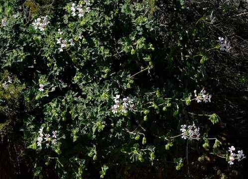 Image of Pelargonium echinatum Curt.