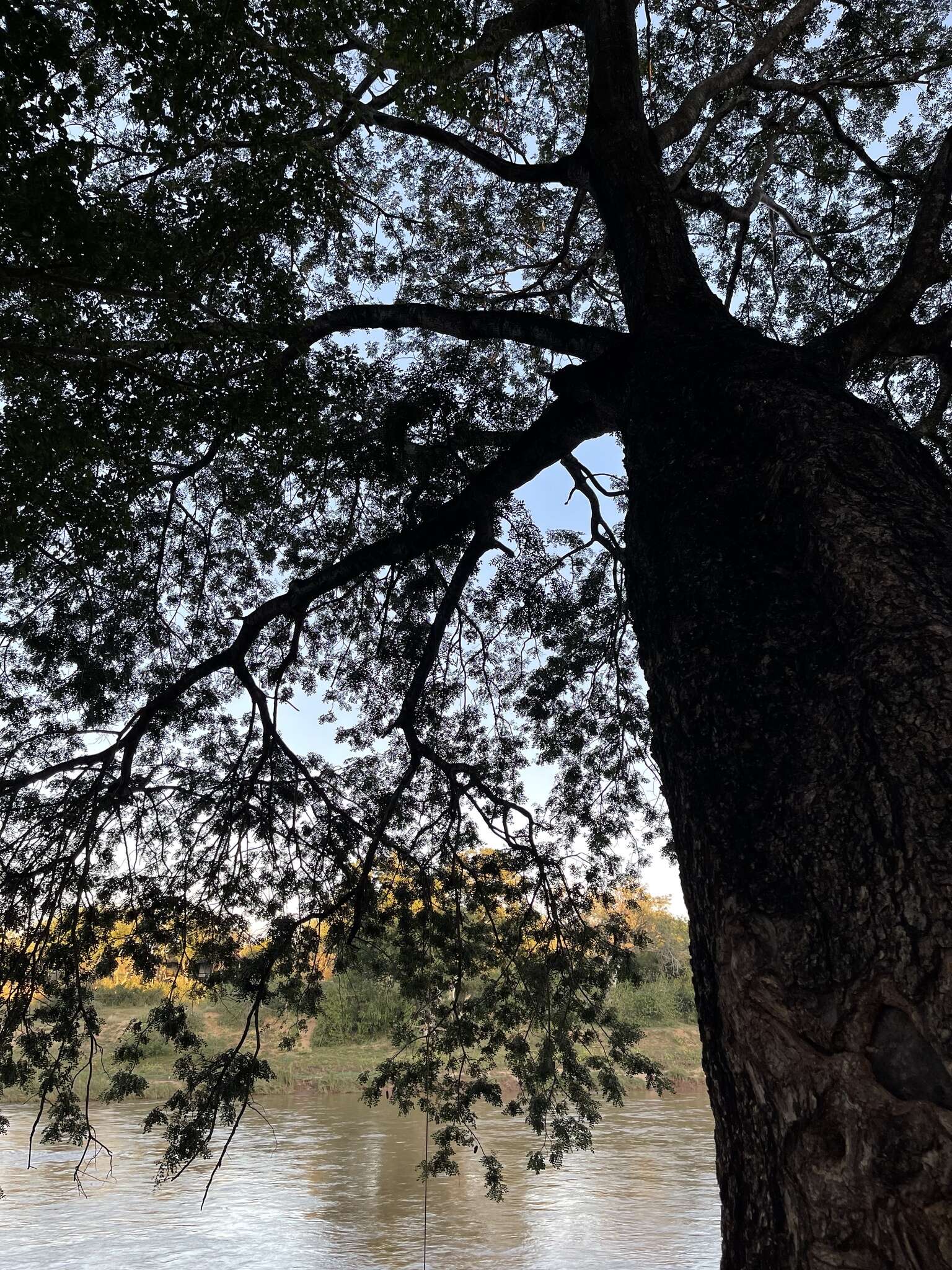 Image of Large-leaved albizia