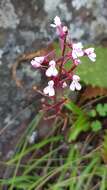 Image of Disa saxicola Schltr.