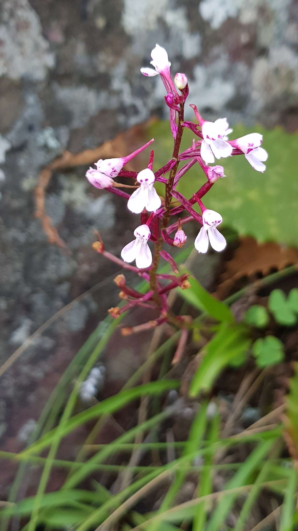 Image of Disa saxicola Schltr.